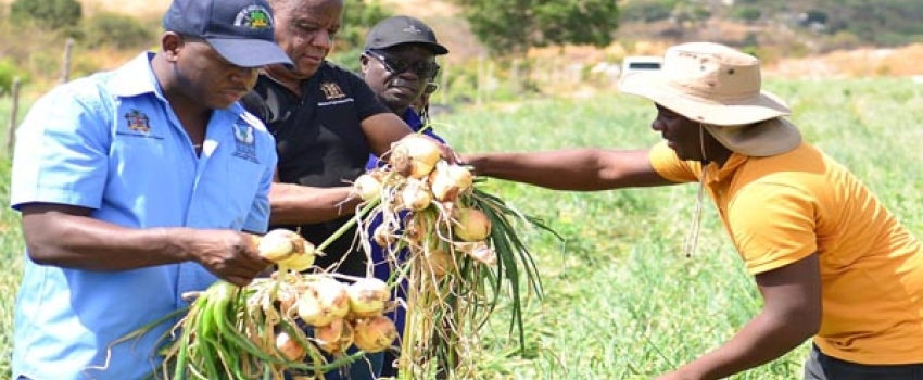 Minister of Agriculture and Fisheries, Hon. Pearnel Charles Jr. (left), and State Minister, Hon. Franklin Witter (second left), receive onions from farmer, Kenroy Kellyman, during a tour of St. Thomas onion farms on Thursday (February 16). With them is Acting Chief Executive Officer, Rural Agricultural Development Authority (RADA,) Winston Simpson.