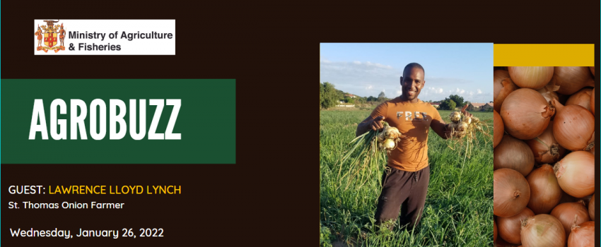 Lawrence Lloyd Lynch, a 33- year-old onion farmer from the community of Heartease in St Thomas