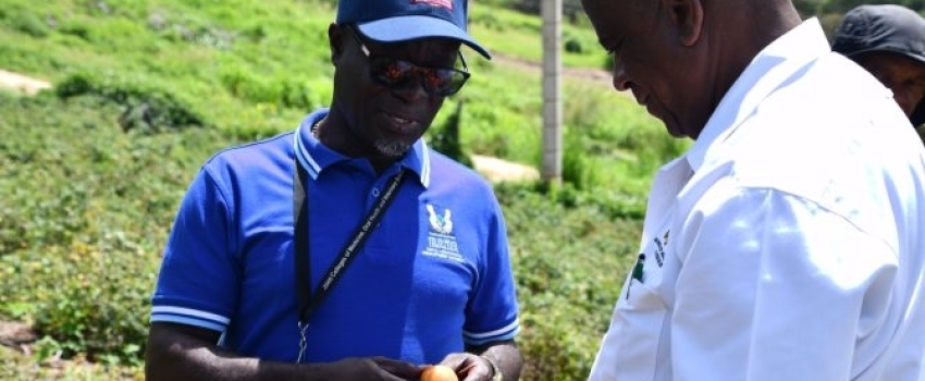 Minister of State in the Ministry of Agriculture, Fisheries and Mining , Hon. Franklin Witter (right) and Acting Chief Executive Officer of the Rural Agricultural Development Authority (RADA), Winston Simpson, examine tomatoes at the Gayle Town Farm in Ballards Valley, St. Elizabeth. Occasion was a tour of farms and farm roads that were damaged by the recent heavy rainfall on Friday ( June 16).