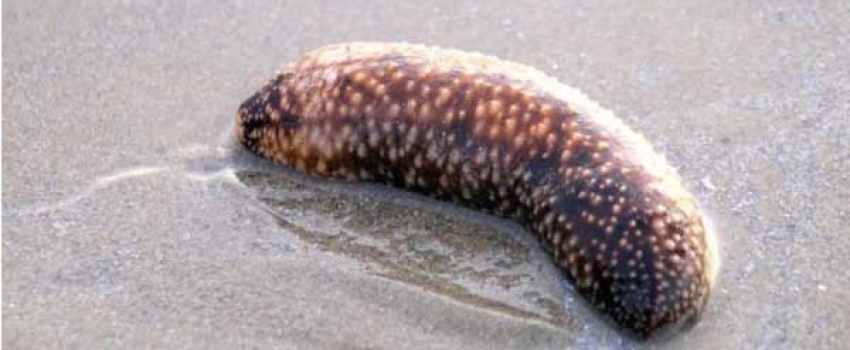 sea cucumber