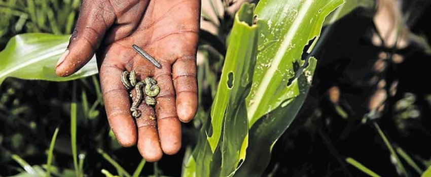 Spodoptera exigua, more commonly known as the beet armyworm, is a destructive pest of onion and scallion in Jamaica.