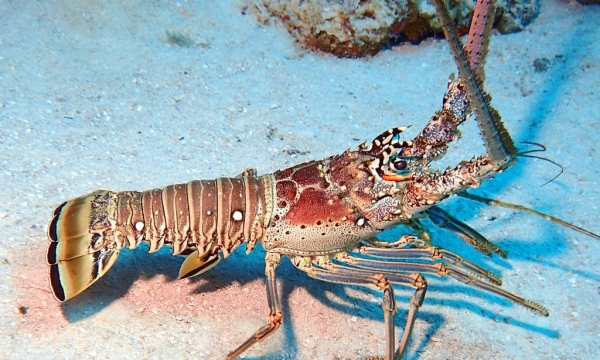 caribbean spiny lobster
