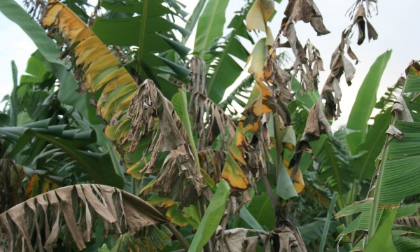 If a farmer suspects their banana and/or plantain crop has TR4 disease, they can contact the Banana Board at 1(876) 922-5490 or at 1 (876) 922-4327.