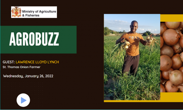 Lawrence Lloyd Lynch, a 33- year-old onion farmer from the community of Heartease in St Thomas