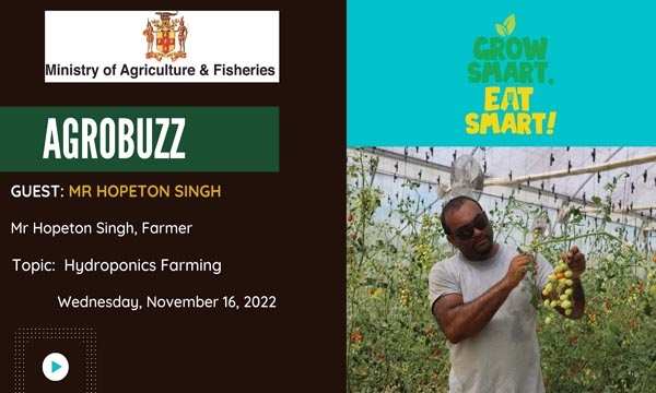 Hopeton Singh, farmer, from Middlesex in St. Elizabeth speaks about his experience as a hydroponics farmer.