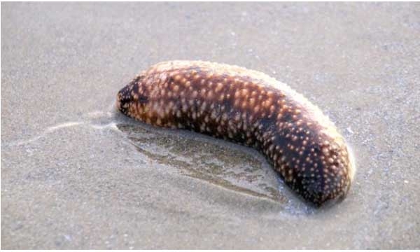 sea cucumber